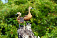 Pahala Thalkote Lake